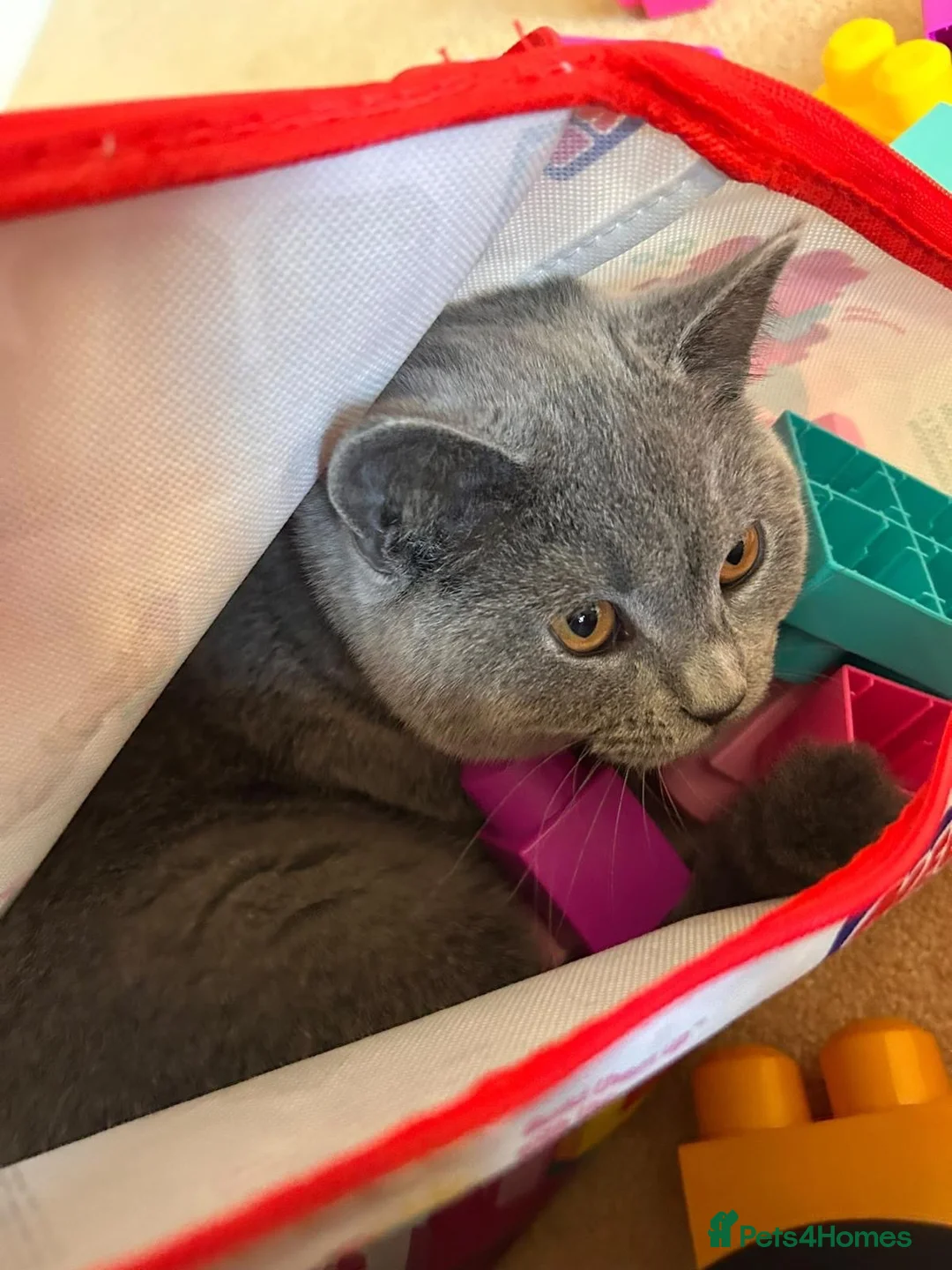 British Shorthair cats for sale: Rocky  in Edinburgh - Advert 3