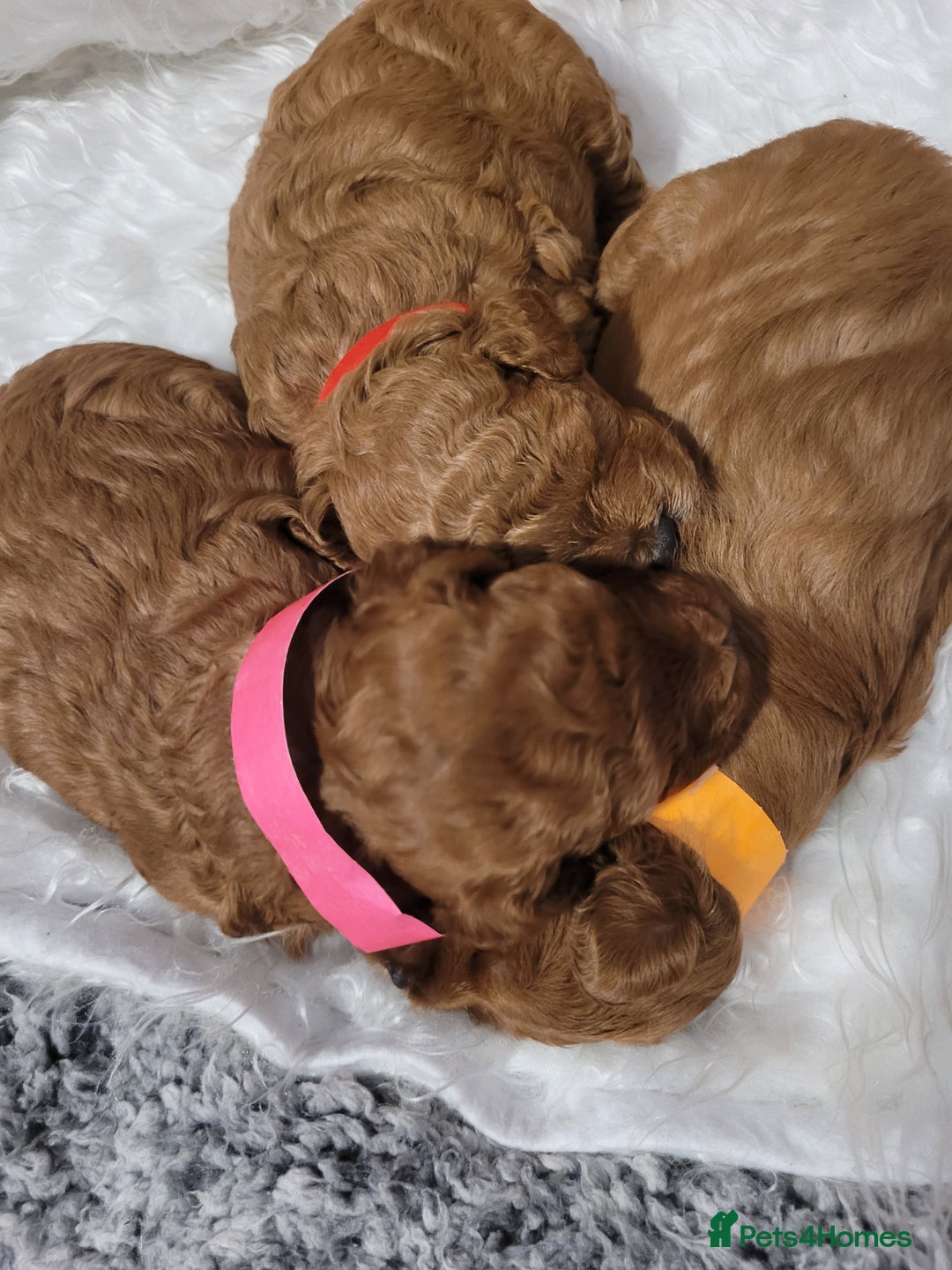 Cavapoo dogs for sale: Adorable mini Cavapoo puppies F1bb - Advert 6