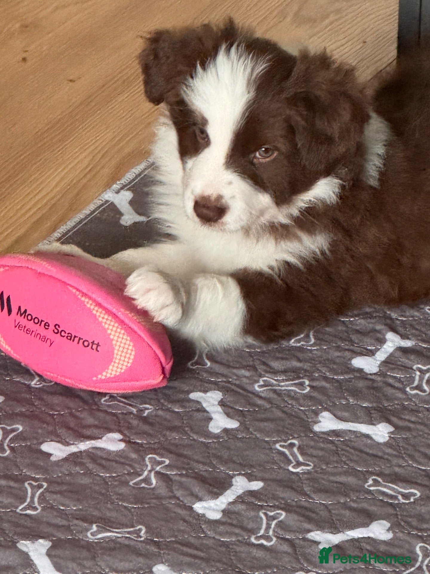 Border Collie dogs Rough coated male border collie pup - Advert 5