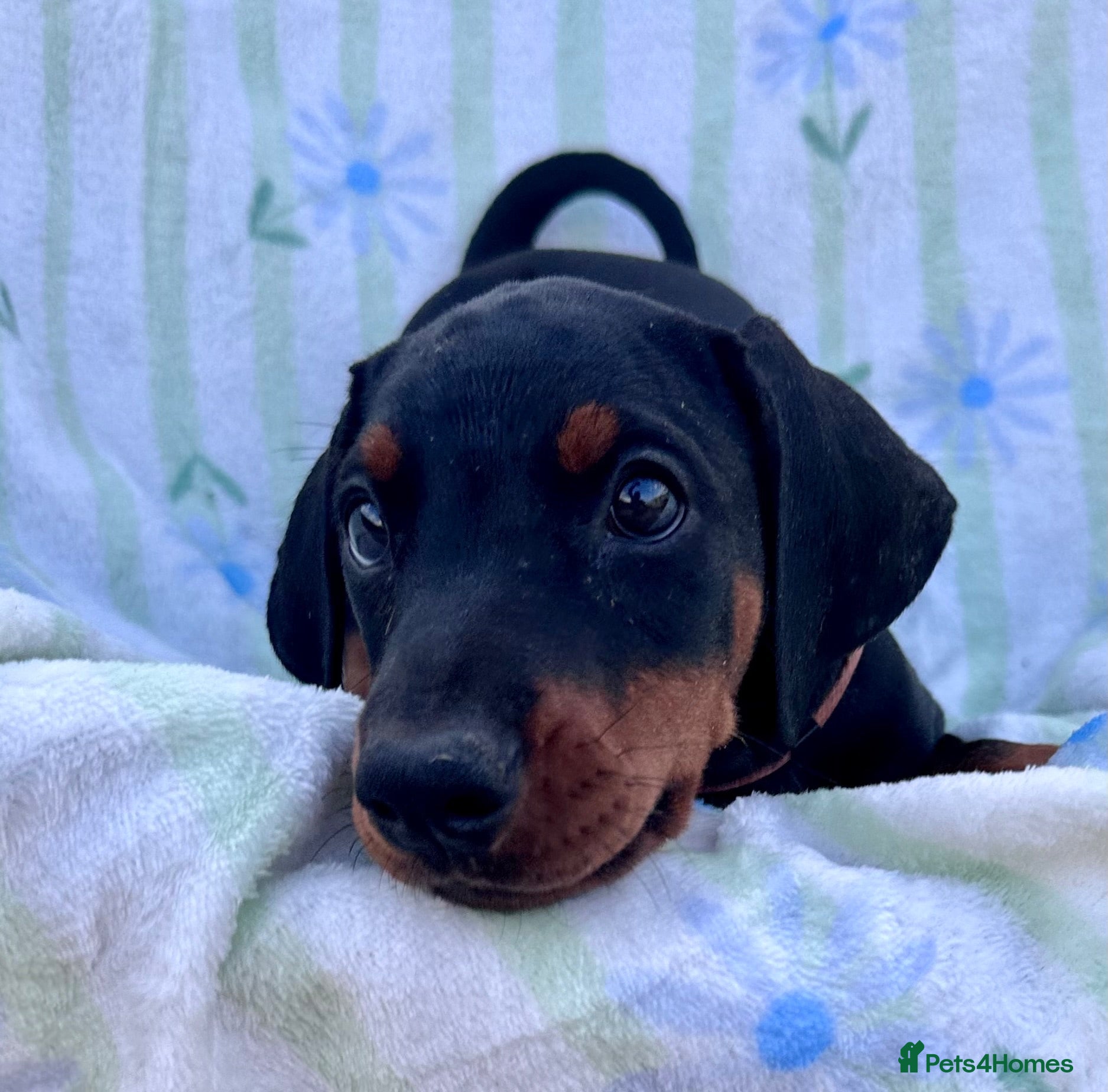 Dobermann dogs Health tested European puppies  - Advert 2