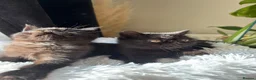Exotic cats for sale: PET REGISTERED EXOTIC KITTENS  - Advert 8