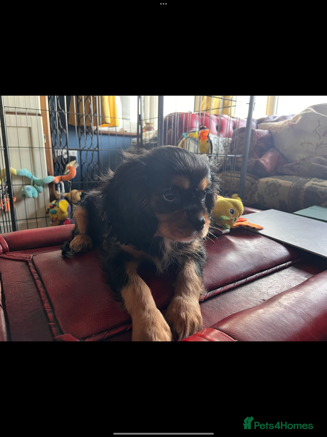 Cavalier King Charles Spaniel dogs for sale: Confident female cavalier - Advert 8