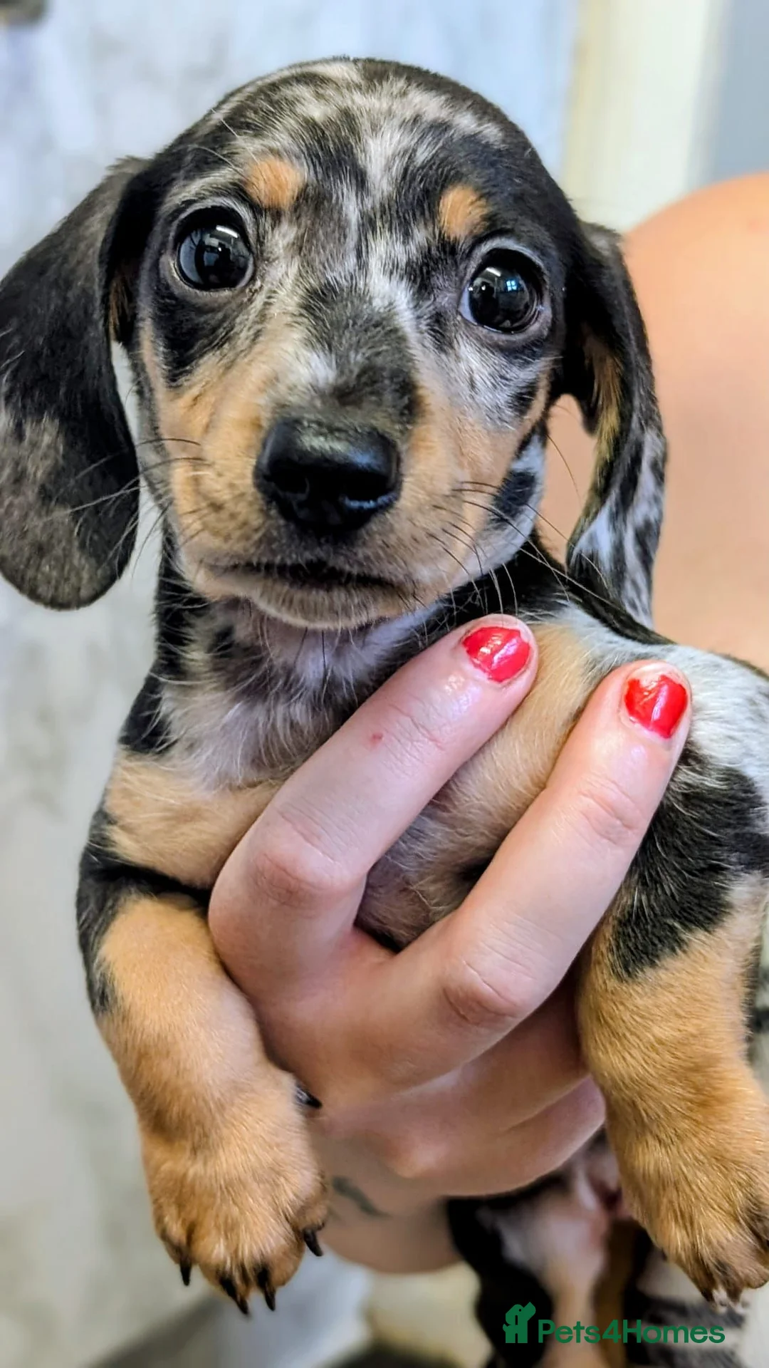 Miniature Dachshund dogs for sale: Last puppy available ready now! - Advert 1