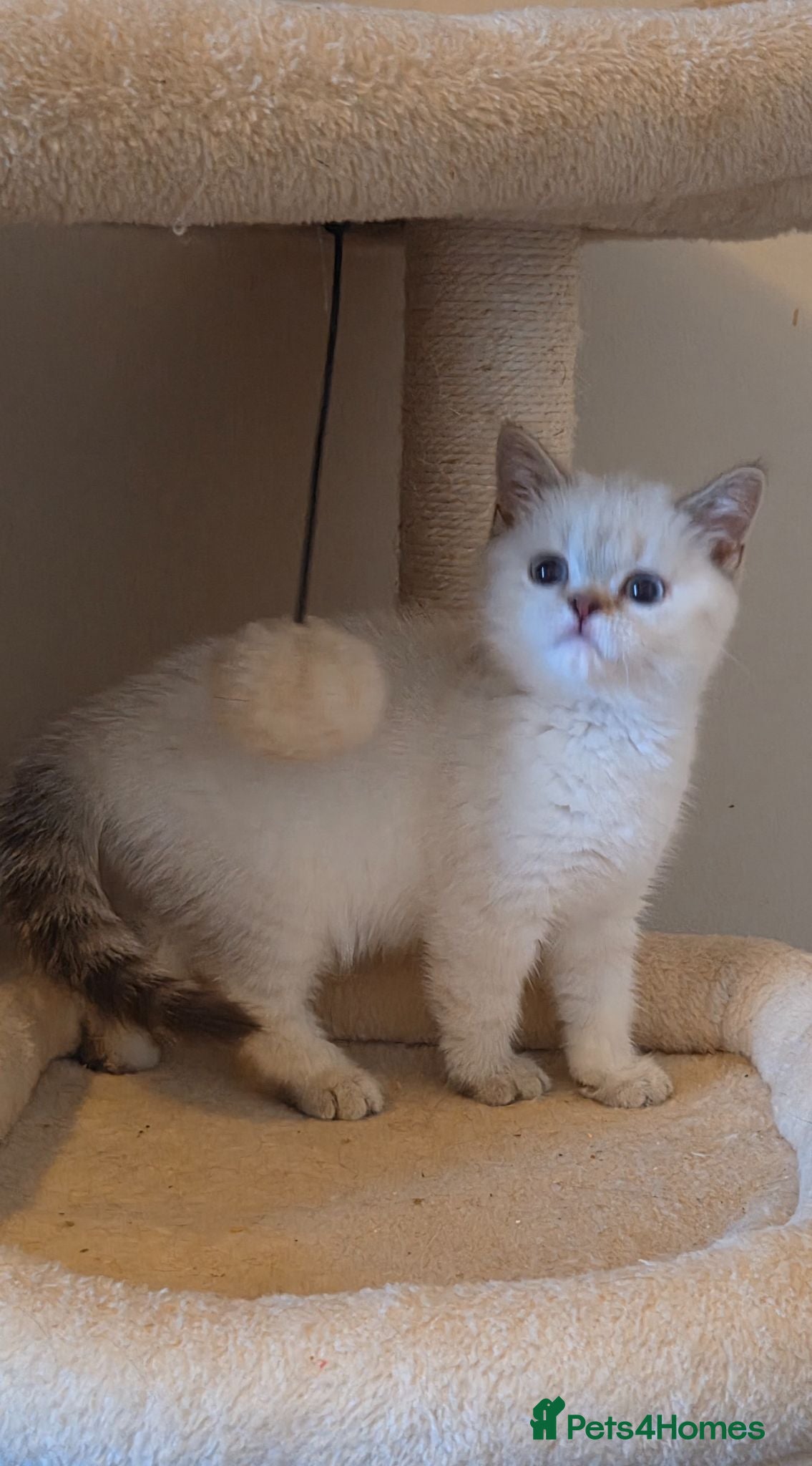 British Shorthair cats Gorgeous British Shorthair kittens  - Advert 17