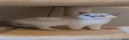 British Shorthair cats for sale: Gorgeous British Shorthair kittens  - Advert 3