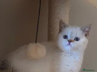 British Shorthair cats Gorgeous British Shorthair kittens - Advert 1