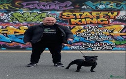 Staffordshire Bull Terrier dogs for stud: Phenomenal fertility- New Stud dog 2025 - Advert 15