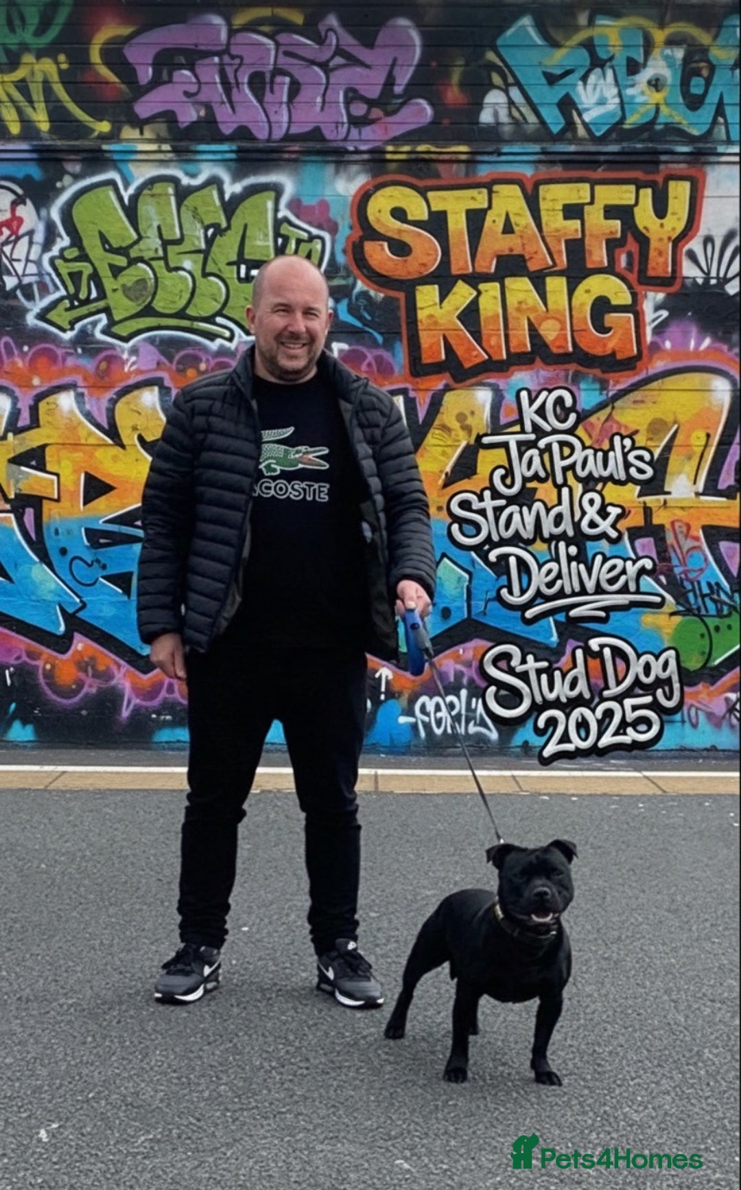 Staffordshire Bull Terrier dogs for stud: Phenomenal fertility- New Stud dog 2025 - Advert 15