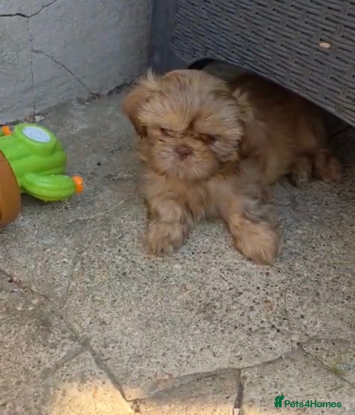 Shih Tzu dogs Beautiful imperial Shih Tzu puppies ready to go  - Advert 4