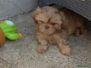 Shih Tzu dogs Beautiful imperial Shih Tzu puppies ready to go - Advert 4