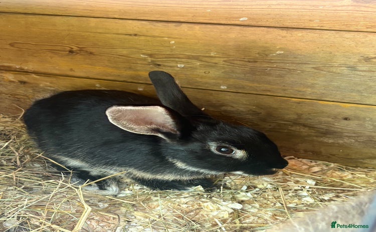 Mixed Breed rabbits - Advert 6