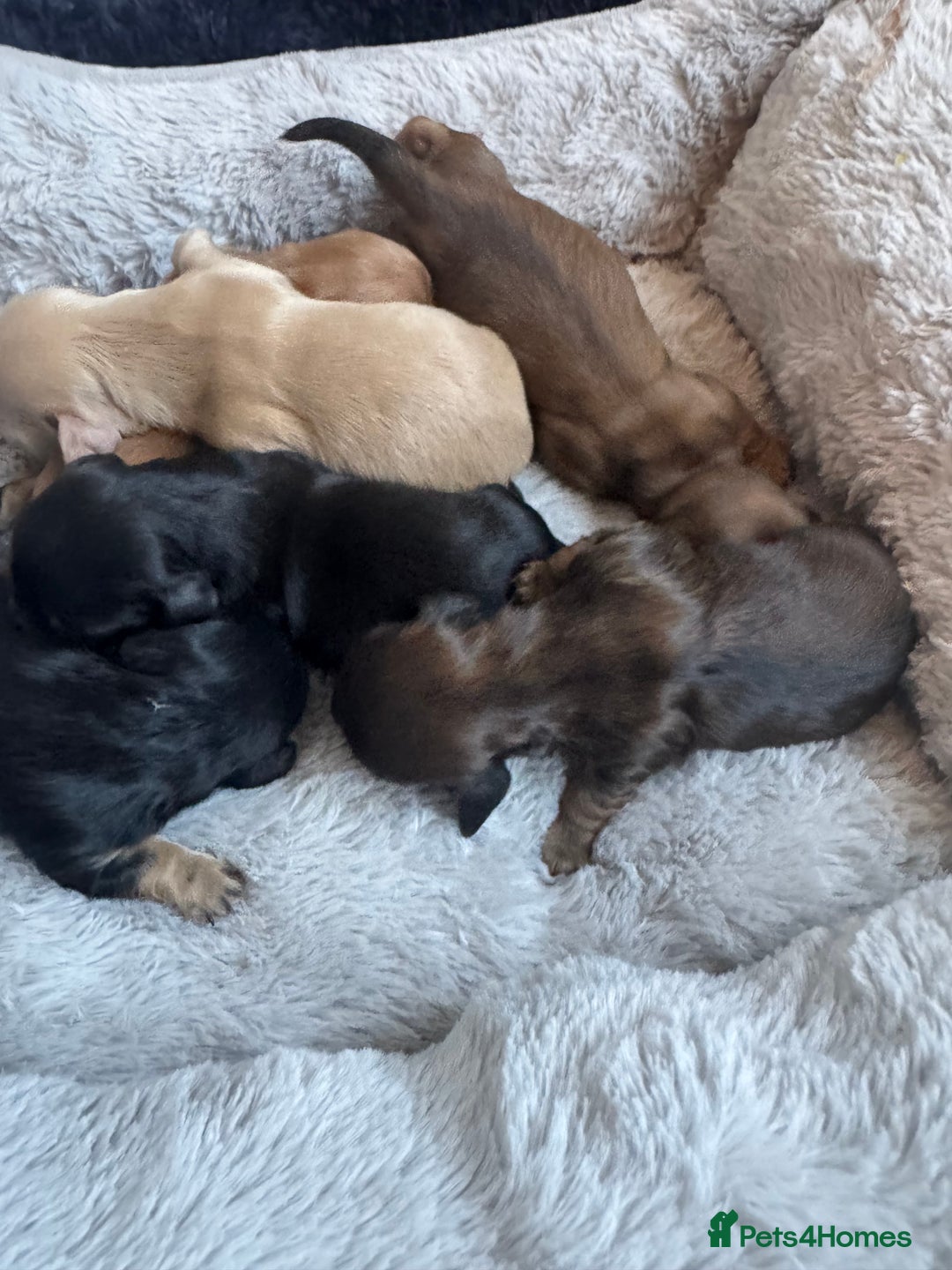 Miniature Dachshund dogs for sale: BEAUTIFUL KC LONG HAIR PUPPYS AVAILABLE TO RESERVE - Advert 3