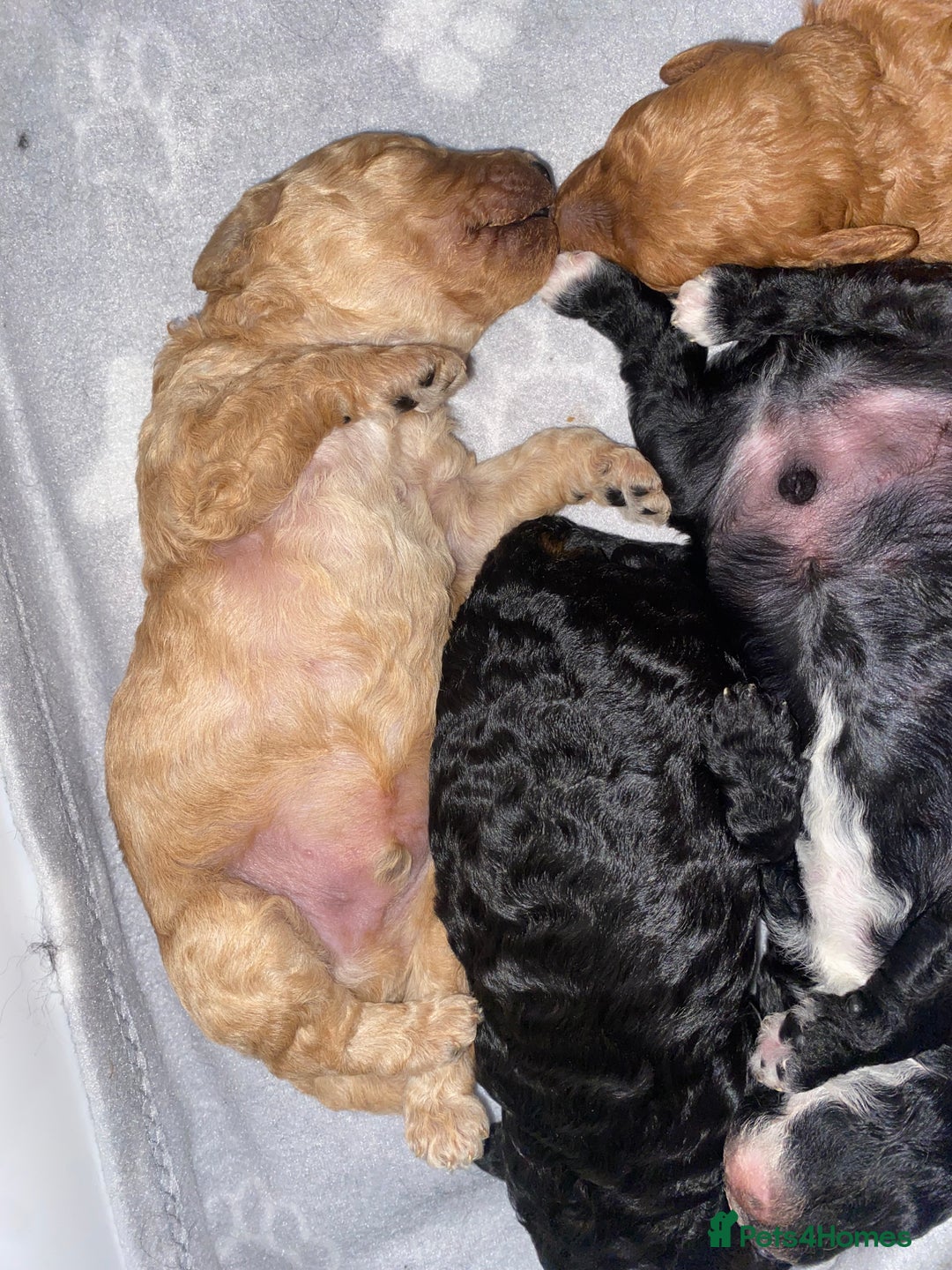 Miniature Poodle dogs for sale: Beautiful Miniature/Toy poodles  - Advert 19