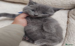 British Shorthair cats for sale: Fluffy playfull British sorthair kittens available - Image 6