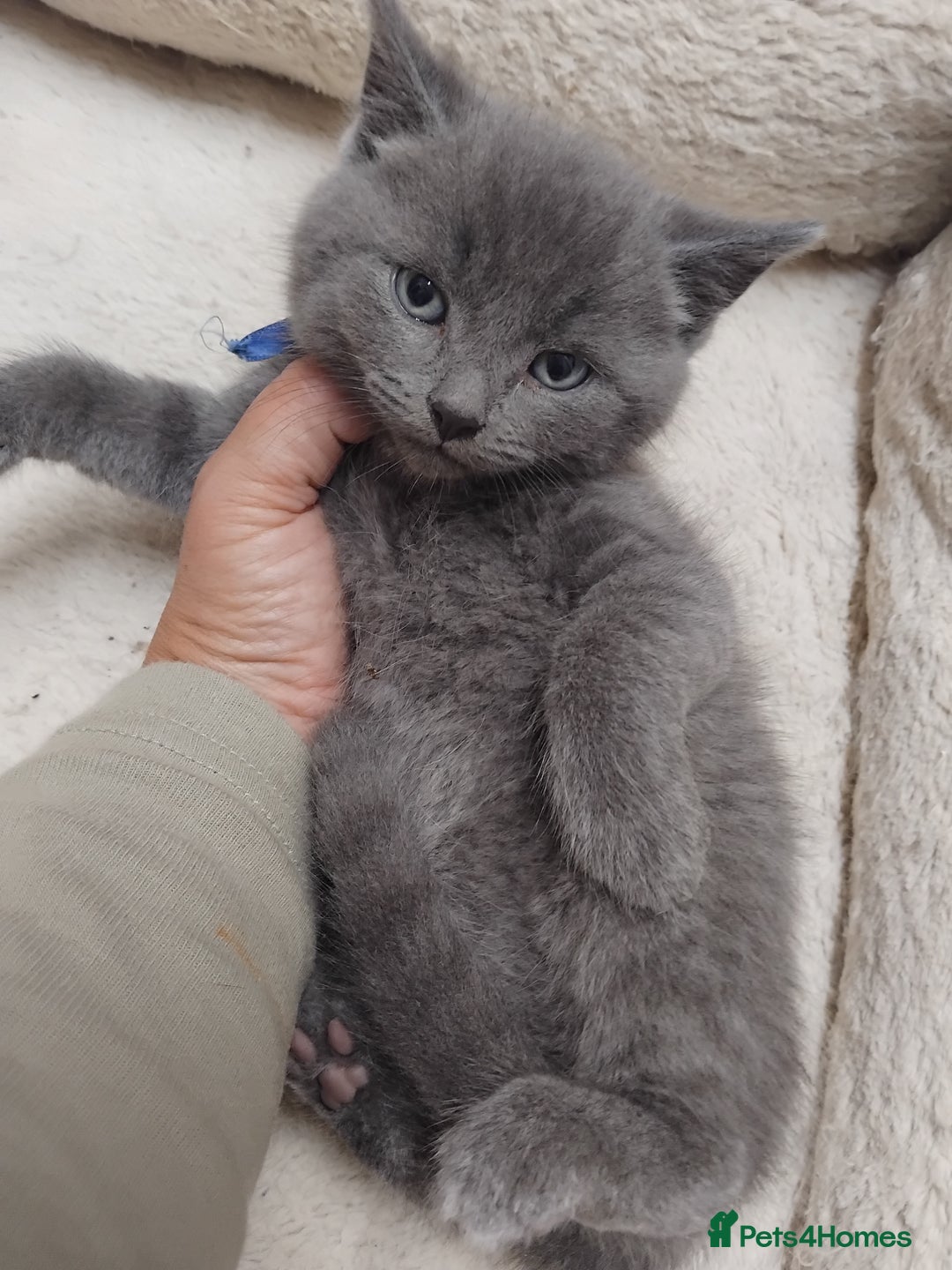 British Shorthair cats for sale: Fluffy playfull British sorthair kittens available - Image 6