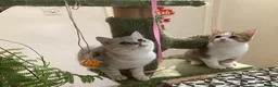 British Shorthair cats for sale: Full Pedigree British short hair kittens  - Advert 8