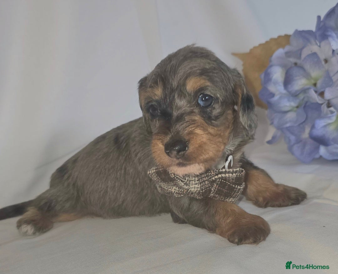 Mixed Breed dogs for sale:  miniature dachshund cross toy poodle doxiepoo   - Image 4