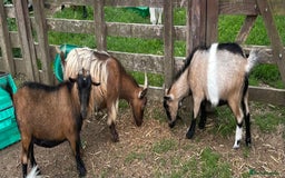 Goats livestock for sale: 2 Pygmy Goat Nannies (Sisters) Only Sold Together. - Image 2