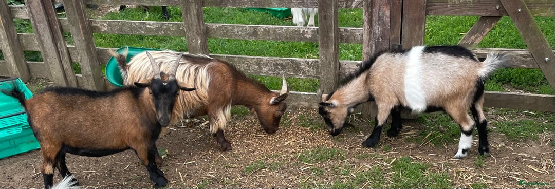Goats livestock for sale: 2 Pygmy Goat Nannies (Sisters) Only Sold Together. - Image 2