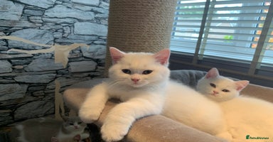 British Shorthair cats - Advert 16