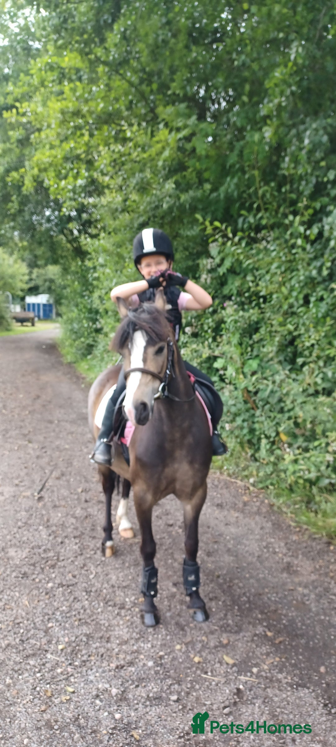 Welsh Section A horses for sale: Welsh Section A Mare Lead Rein pony - Image 7