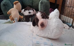 Sprocker dogs for sale: Sprocker puppies  - Image 2