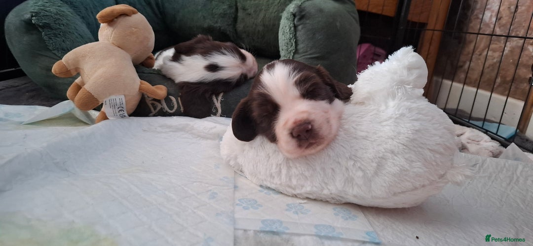 Sprocker dogs for sale: Sprocker puppies  - Image 2
