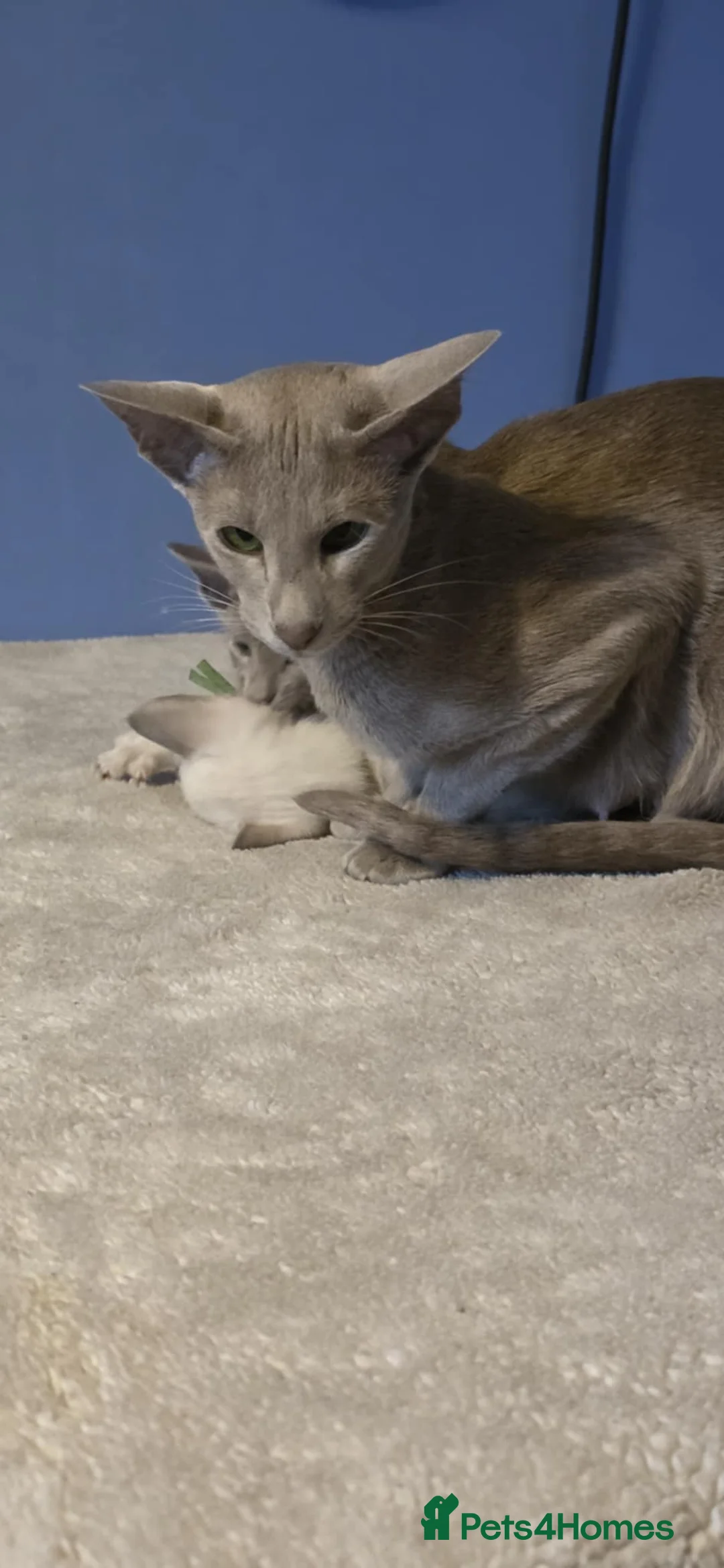 Oriental cats for sale: Stunning GCCF Oriental  and Lilac Siamese Kittens  - Advert 6