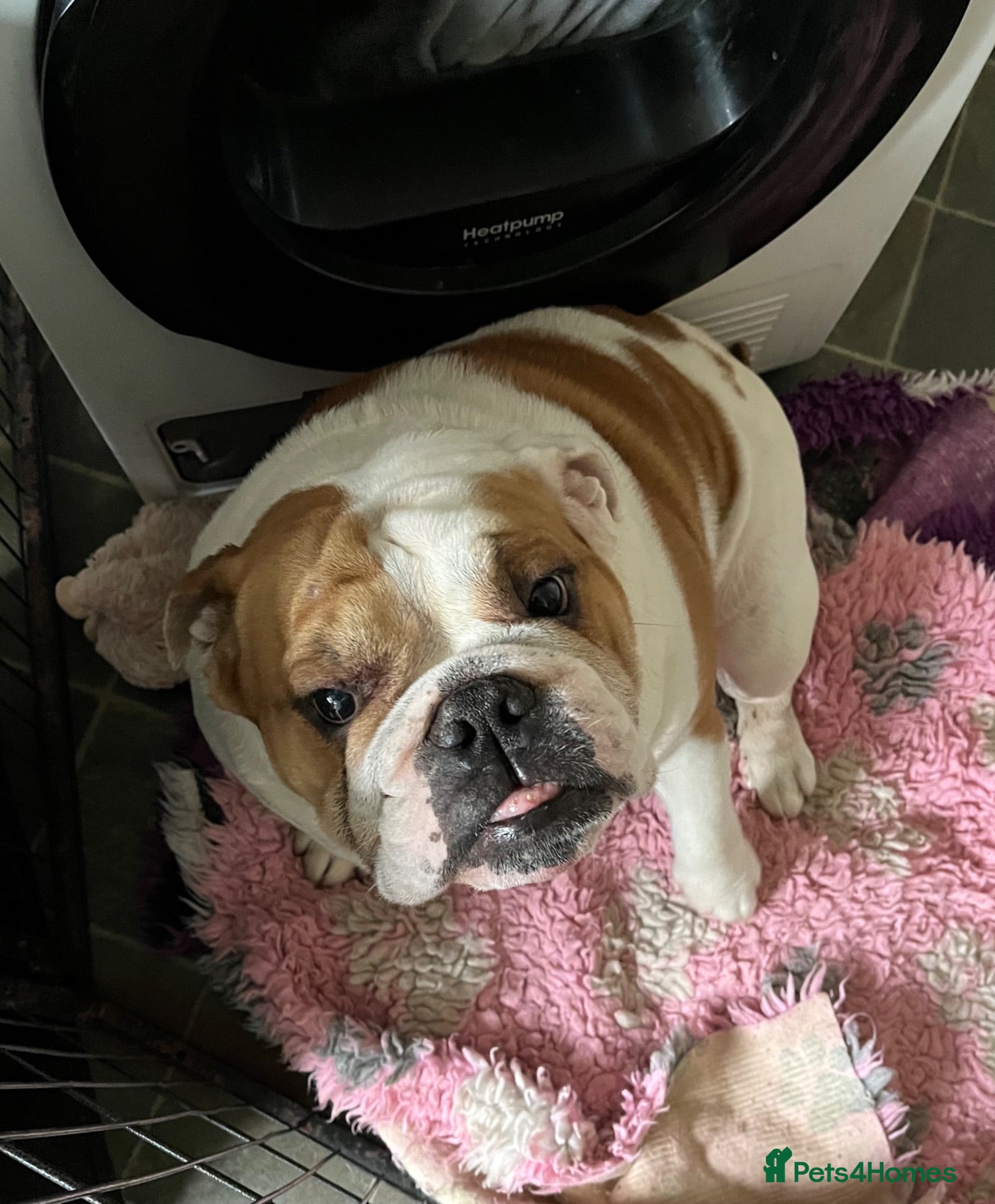 English Bulldog dogs Rehoming a stunning healthy Myeisha bulldog - Advert 1