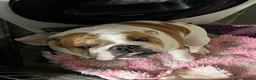 English Bulldog dogs for sale: Rehoming a stunning healthy Myeisha bulldog - Advert 1