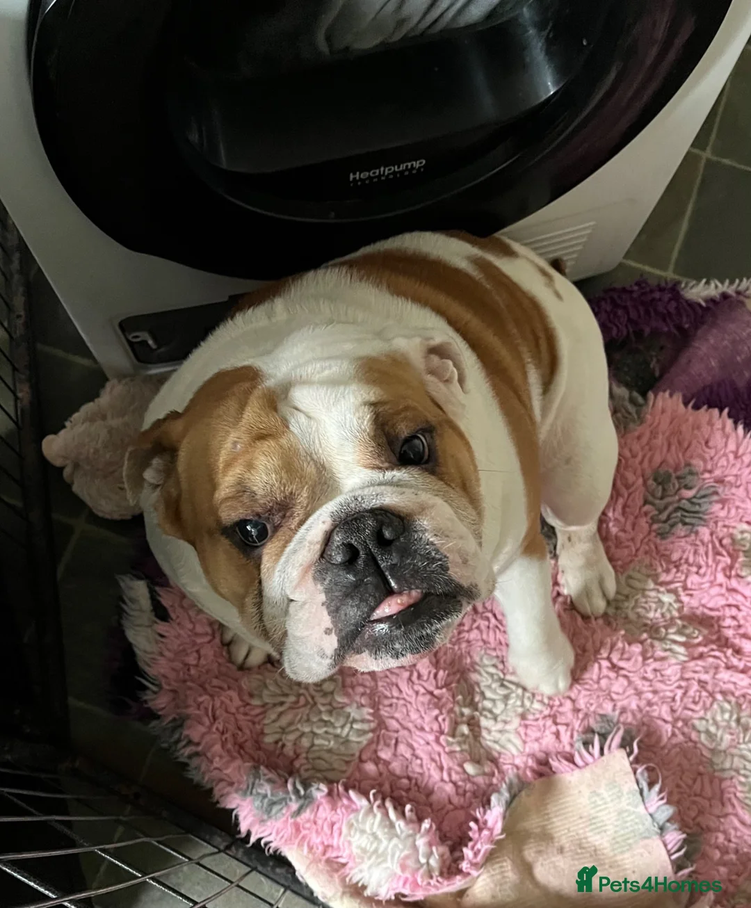 English Bulldog dogs for sale: Rehoming a stunning healthy Myeisha bulldog - Advert 1