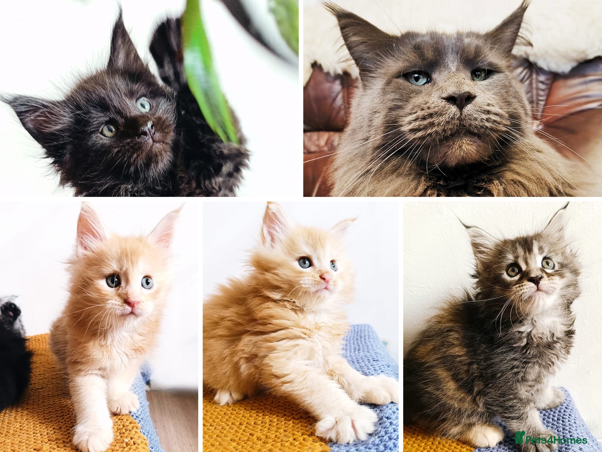 Maine Coon cats XXL Maine coon kittens, DNA health tests  - Advert 1