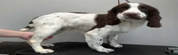 English Springer Spaniel dogs for sale: 19 Month Old Springer Spaniel in Leicester - Advert 4
