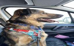 Mixed Breed dogs for adoption: Filip - 2yr old medium sized mixed breed - Image 3