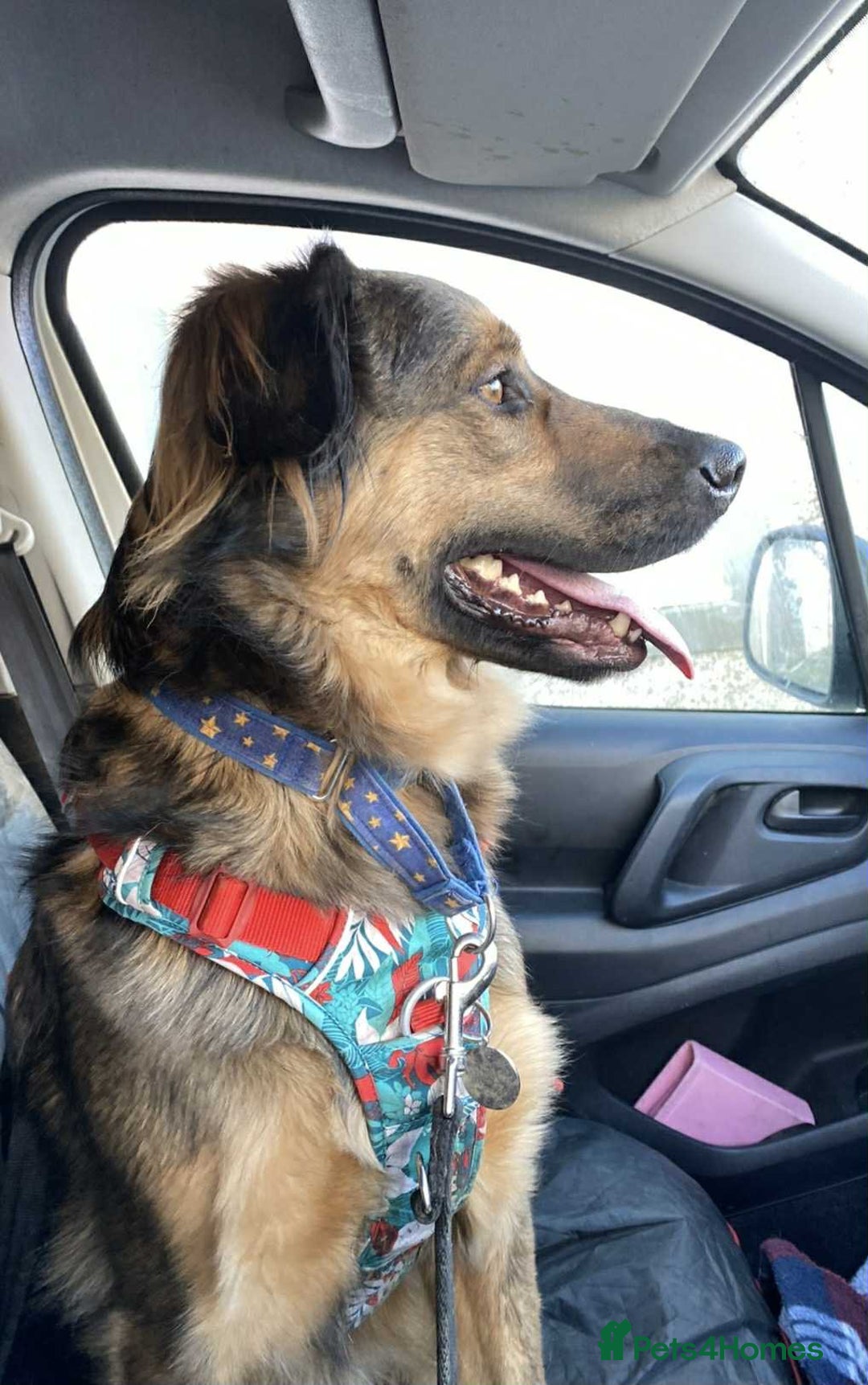 Mixed Breed dogs for adoption: Filip - 2yr old medium sized mixed breed - Image 3