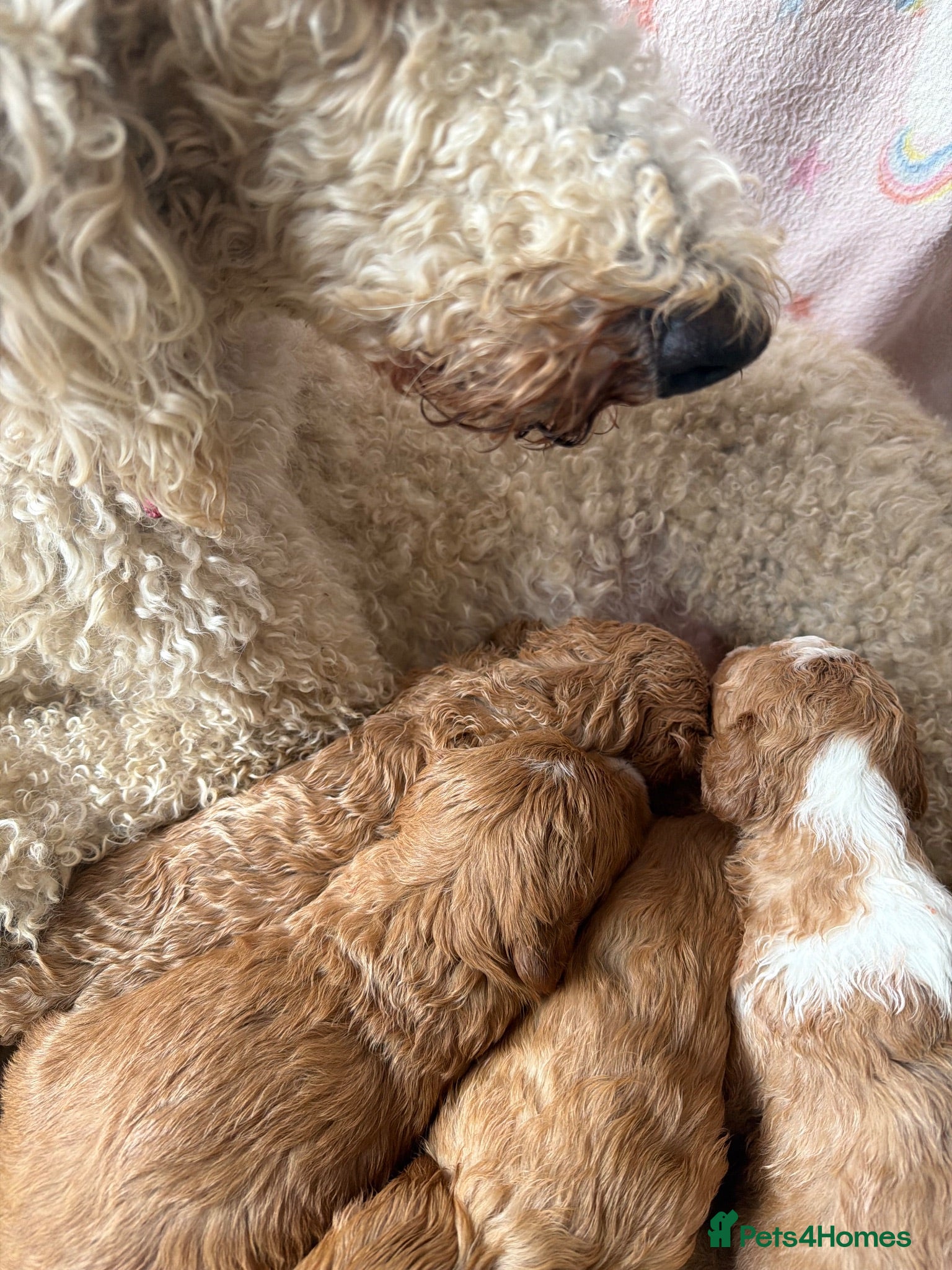 Australian Labradoodle dogs HEALTH TESTED AUSTRALIAN LABRADOODLE PUPPIES  - Advert 2