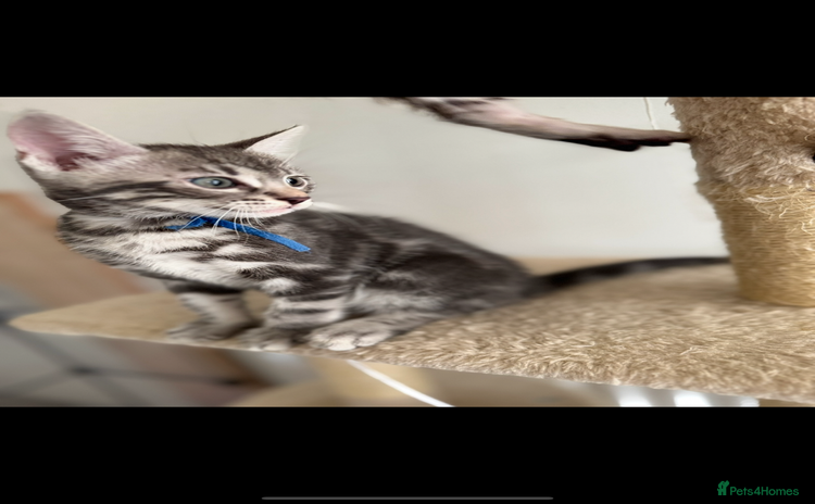 Bengal cats - Advert 1