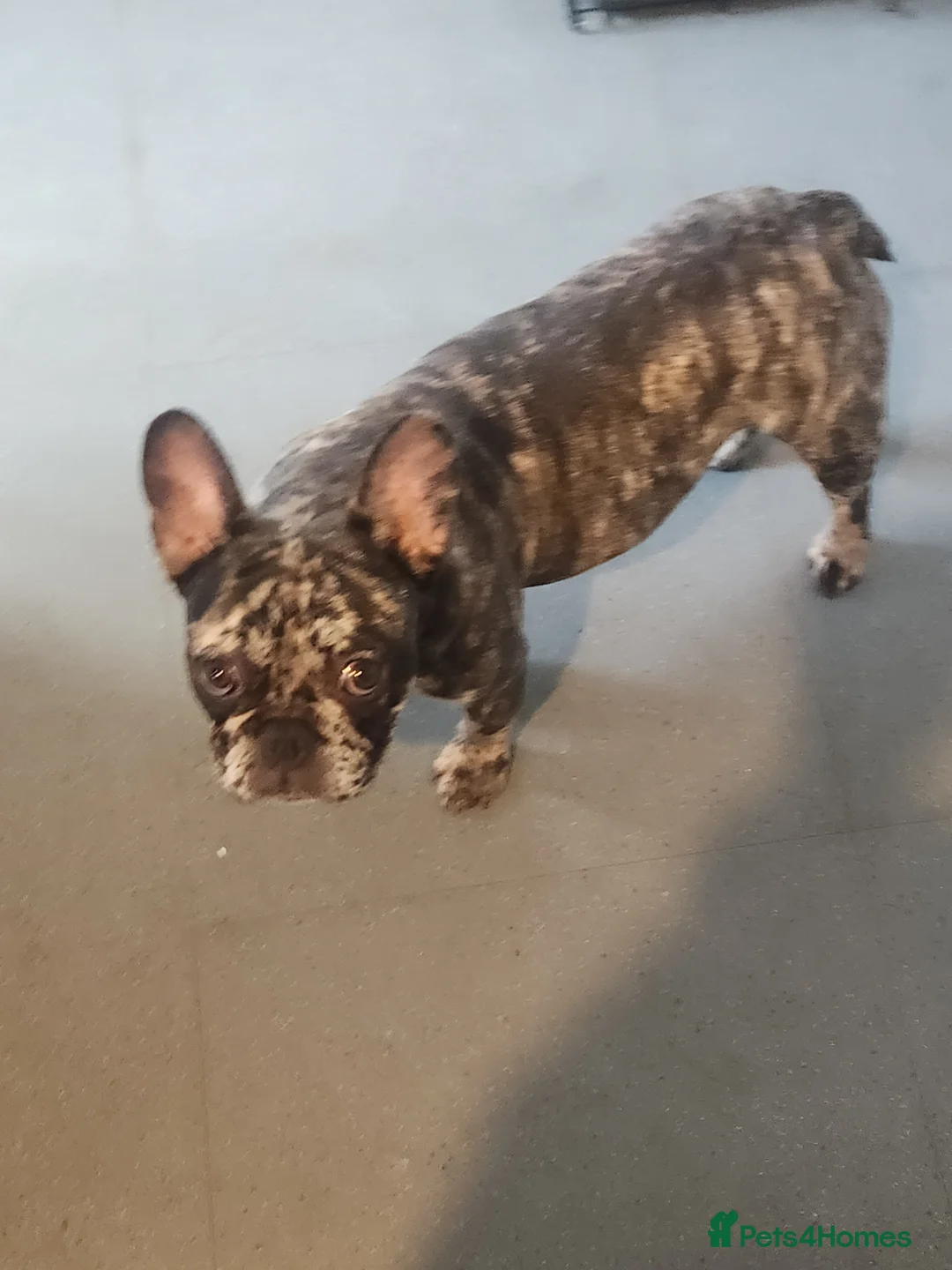 French Bulldog dogs for sale: Beautiful Frenchies Puppy's For Sale  - Advert 2