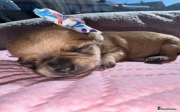 Chihuahua dogs for sale: Chihuahua pups  - Image 4