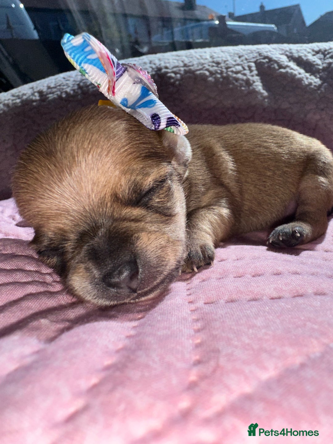 Chihuahua dogs for sale: Chihuahua pups  - Image 4