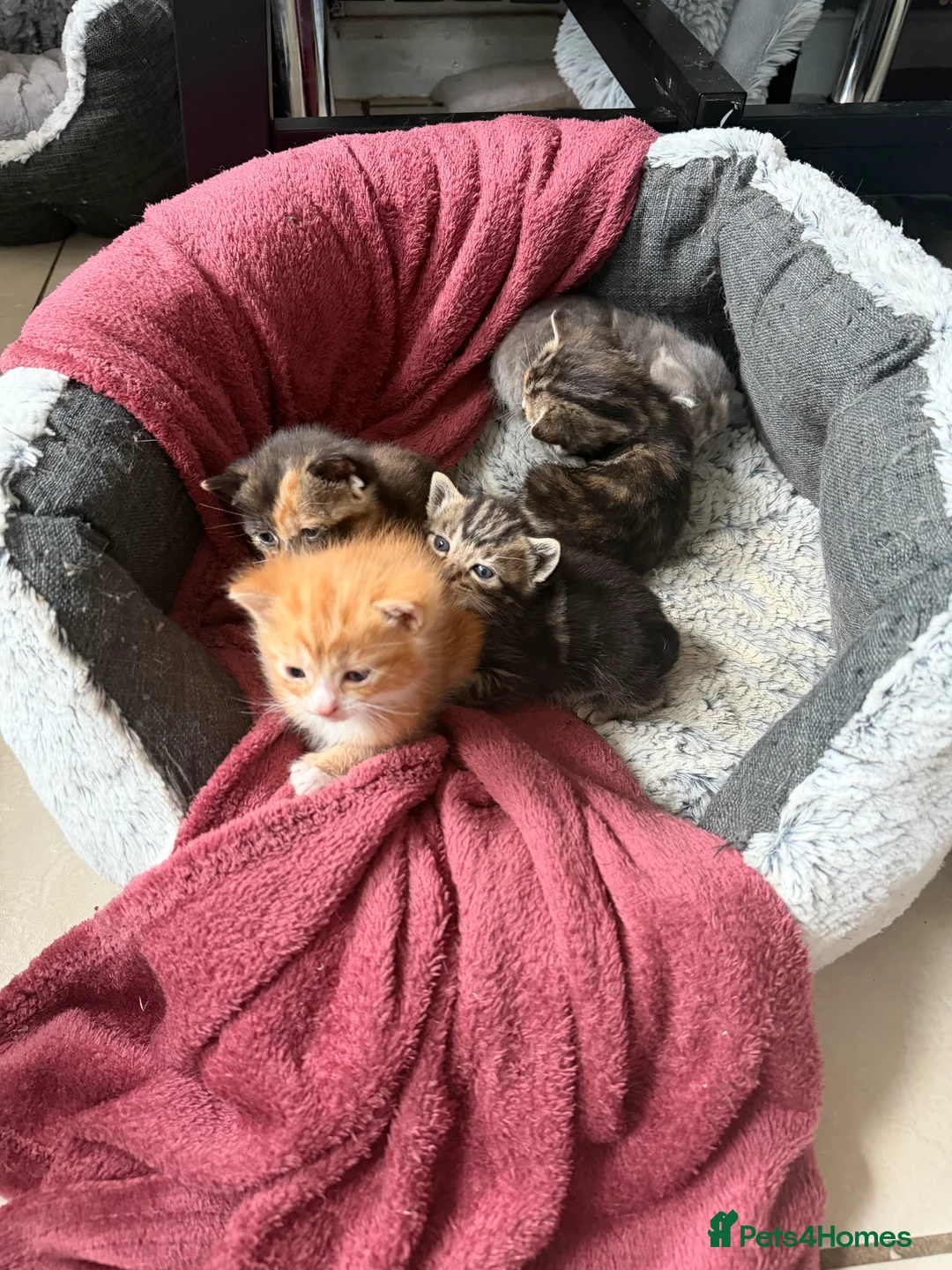 Mixed Breed cats for sale: 5 mixed breed kitten  - Advert 2