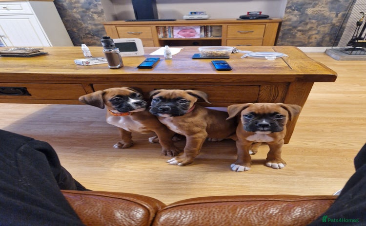 Boxer dogs - Advert 1