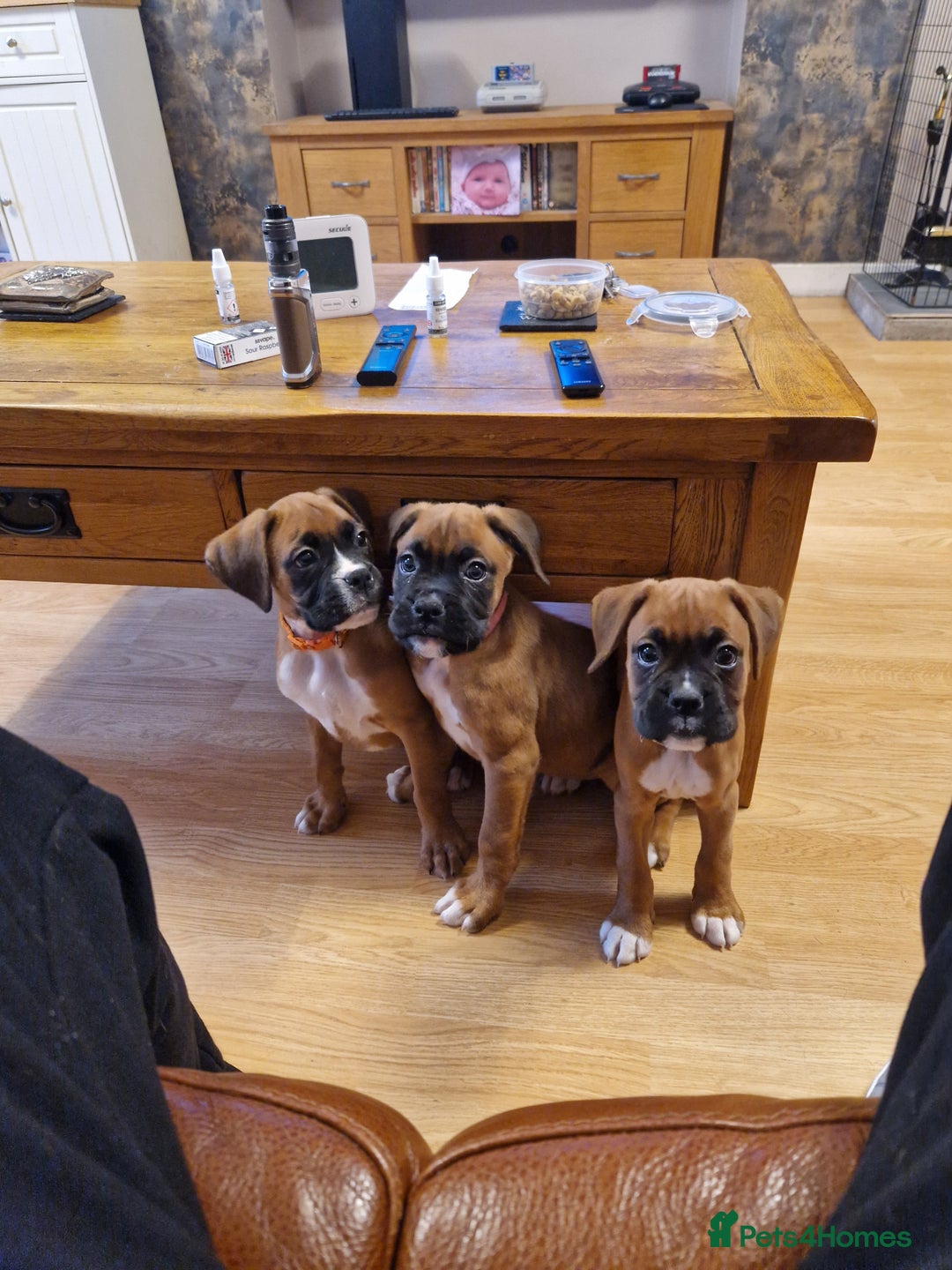 Boxer dogs for sale: FINAL PUP (PINK), READY TO GO KC reg bobtail boxer - Advert 6