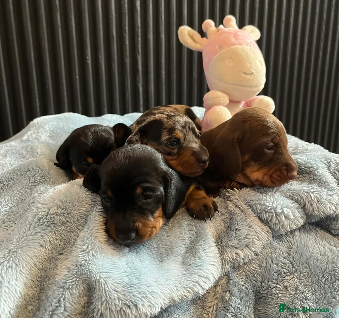 Miniature Dachshund dogs for sale: 4 Miniature Dachshund Puppies🐶🐾❤️ in Preston - Advert 8