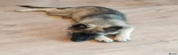 German Shepherd dogs for sale: German Shepherd puppy - Advert 9