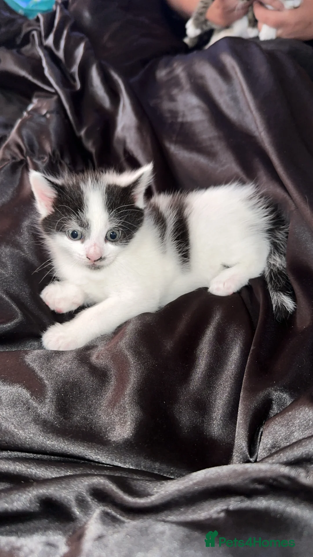 Mixed Breed cats for sale: Beautiful kittens for sale🥰 - Advert 2