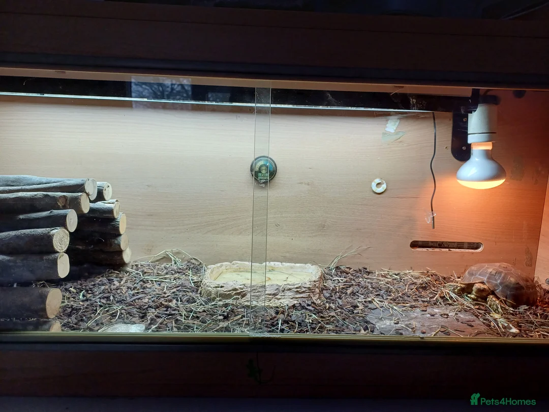 Tortoise reptiles for sale: Sulcata - Advert 3