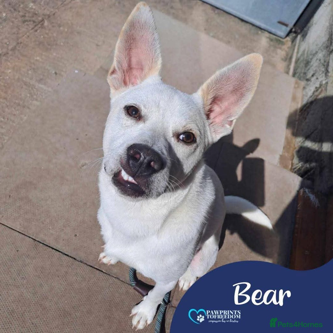 Mixed Breed dogs for adoption: Meet Bear, currently residing in Cheshire  - Image 1