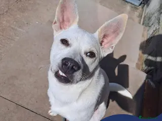 Mixed Breed dogs Meet Bear, currently residing in Cheshire - Advert 13