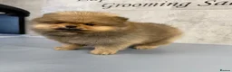 Pomeranian dogs for sale: Stunning orange true to type boys - Advert 11